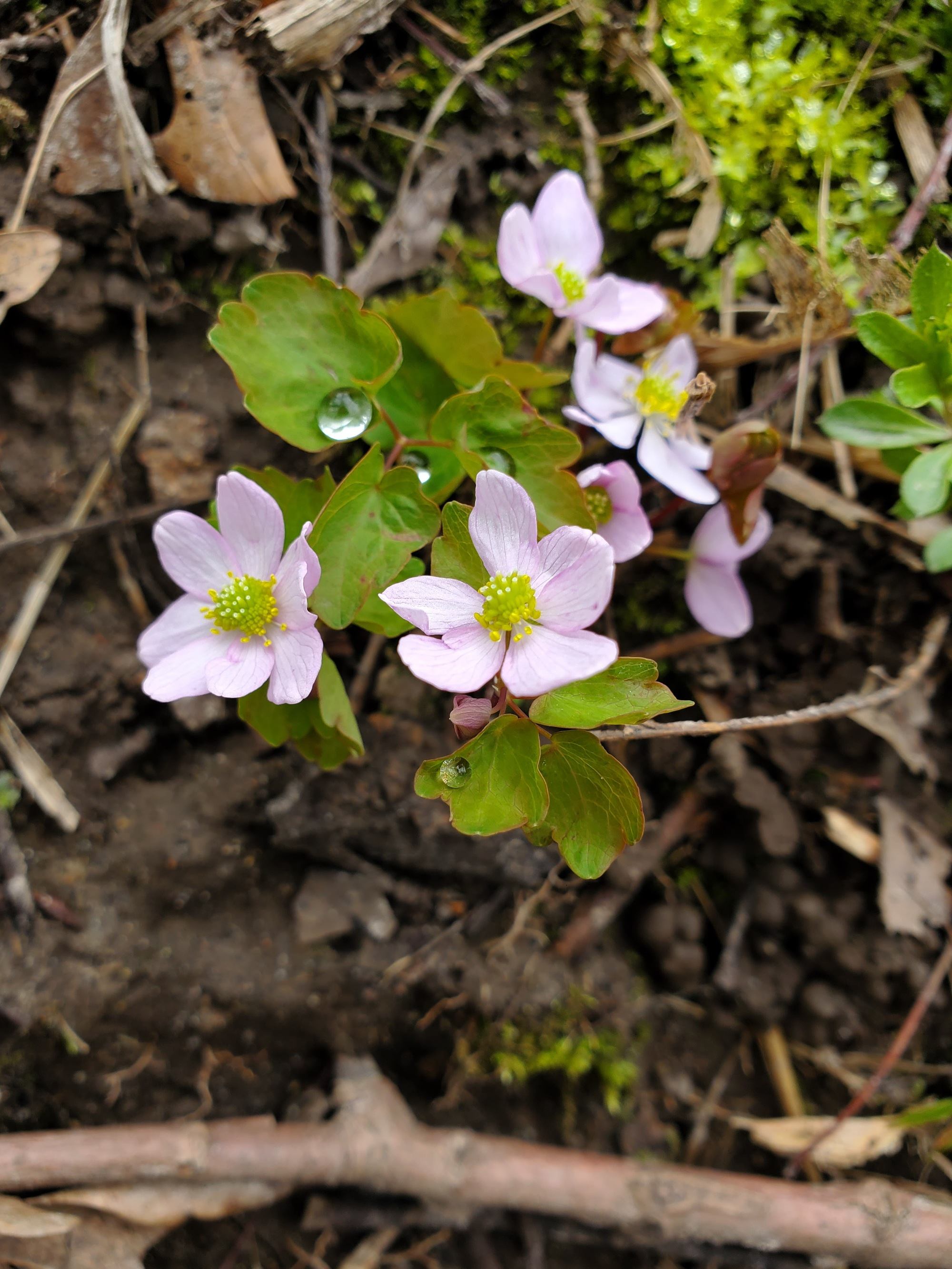 hepatica flowers in bloom