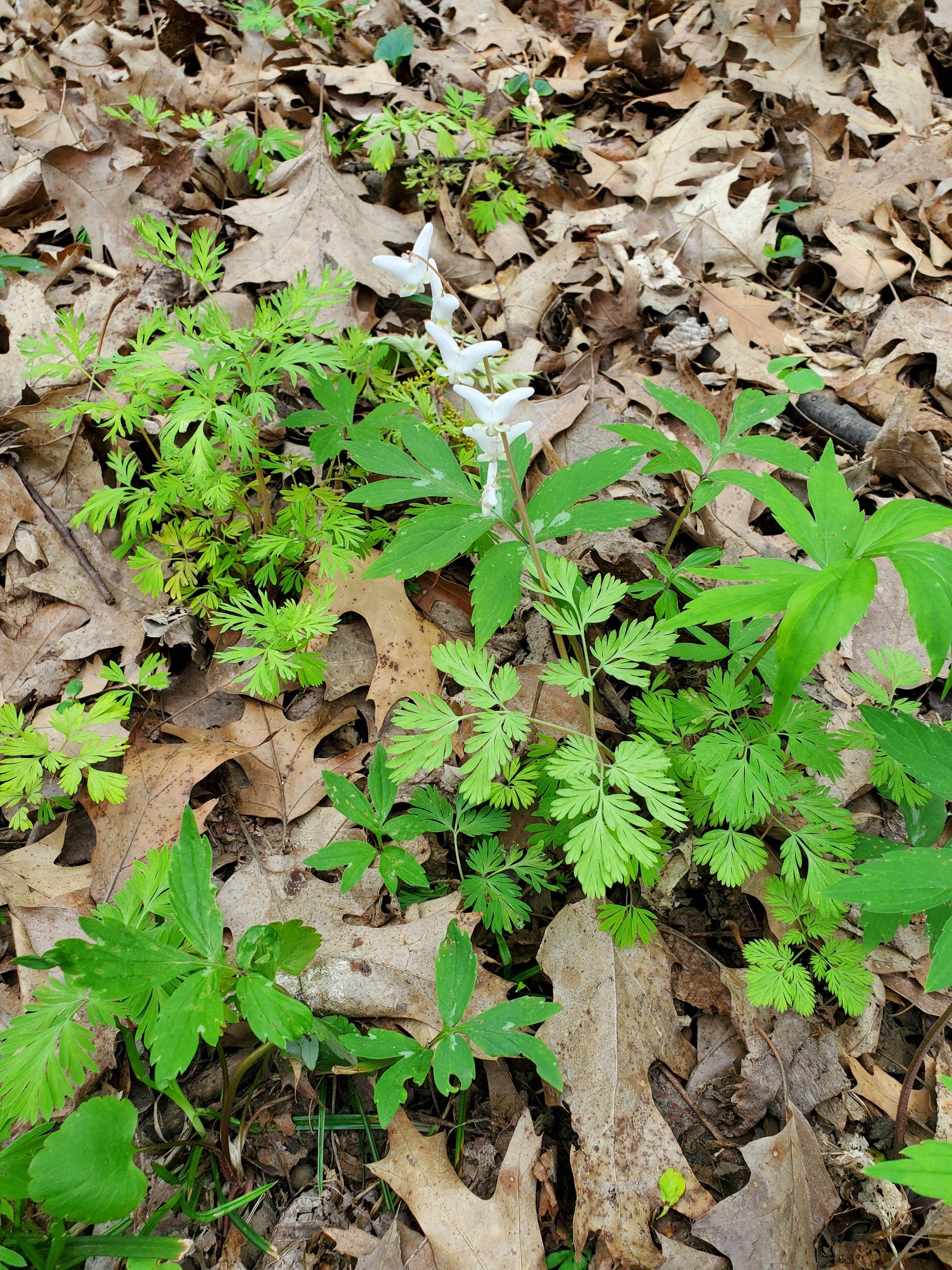 small white wildflowers in bloom