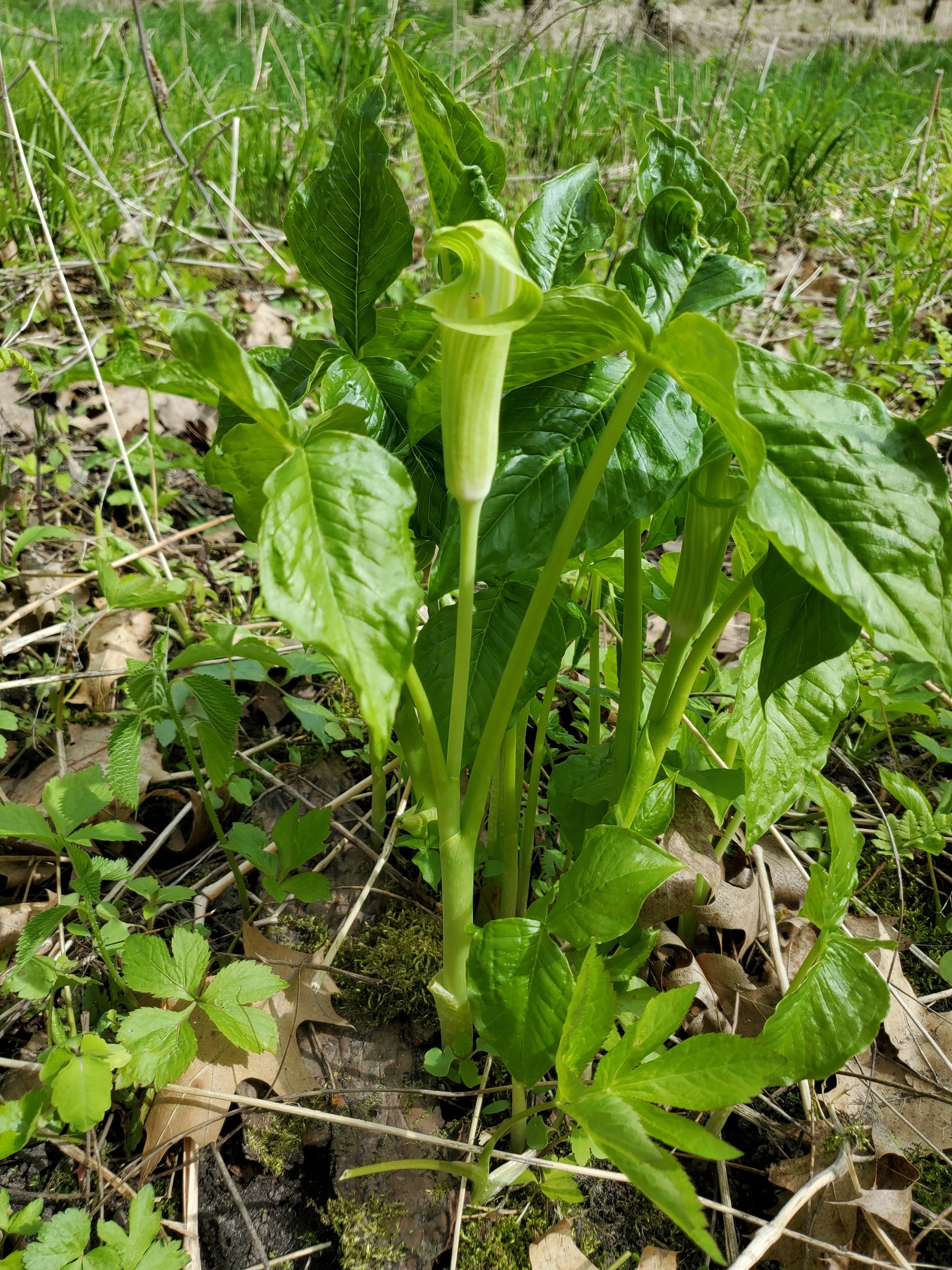 jack in the pulpit wildflower in bloom