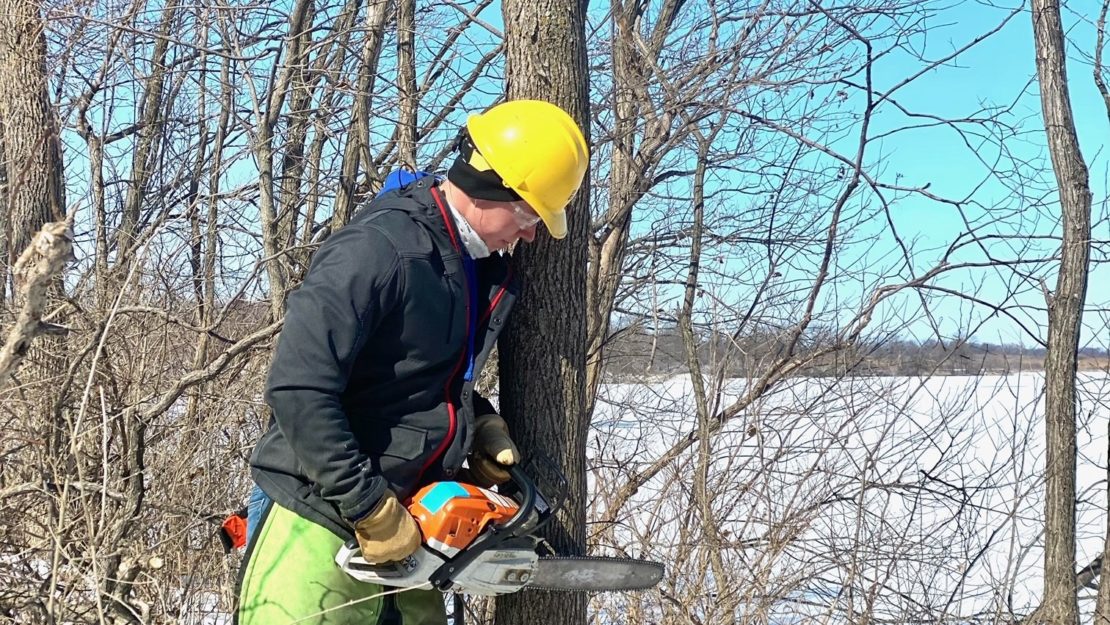 Person using a chainsaw on a standing tree in winter