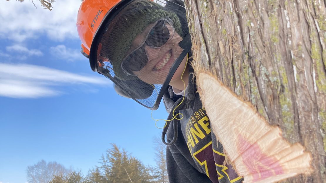 member in helmet looking at cut wedge in tree trunk
