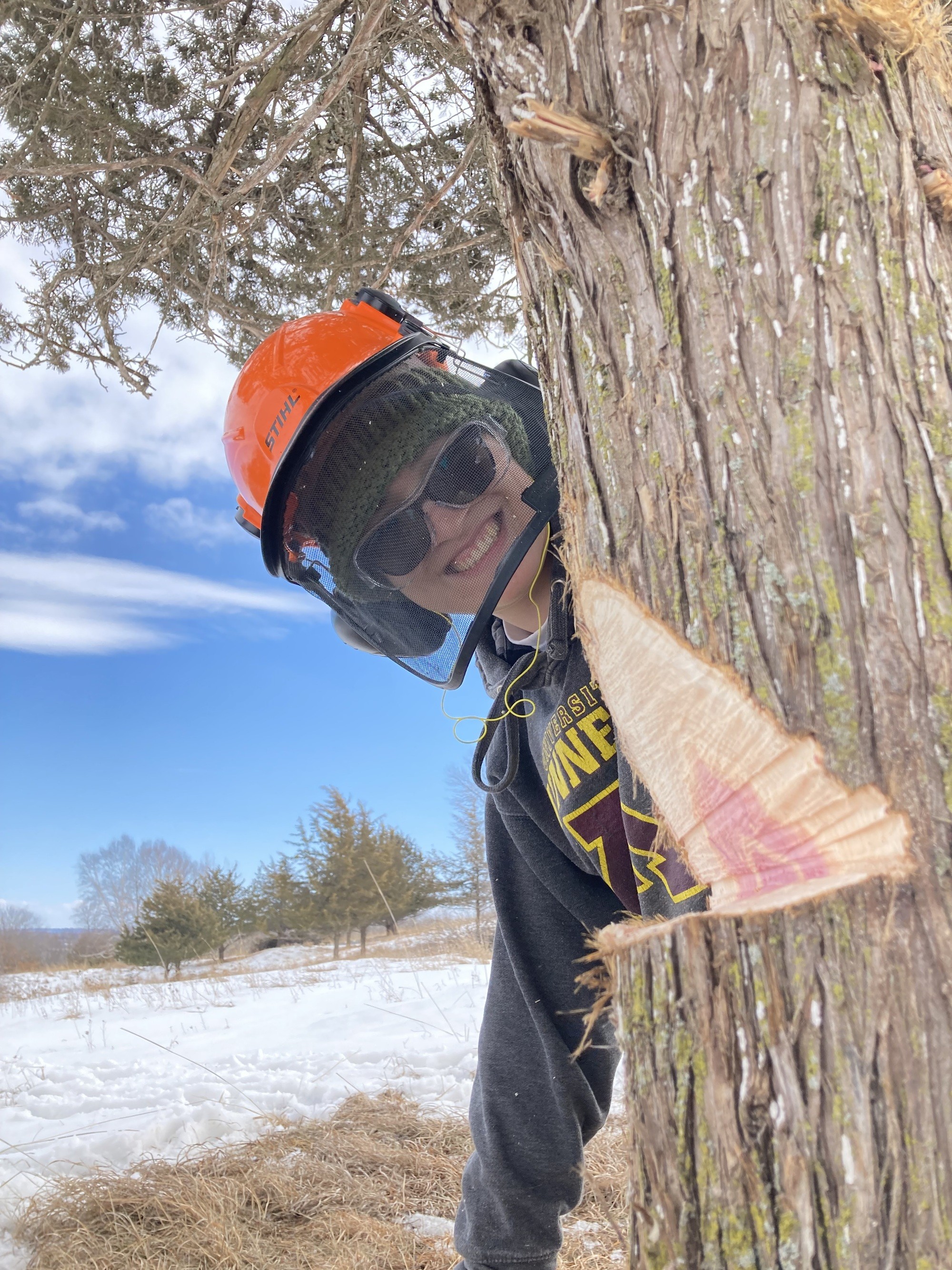 member in helmet looking at cut wedge in tree trunk