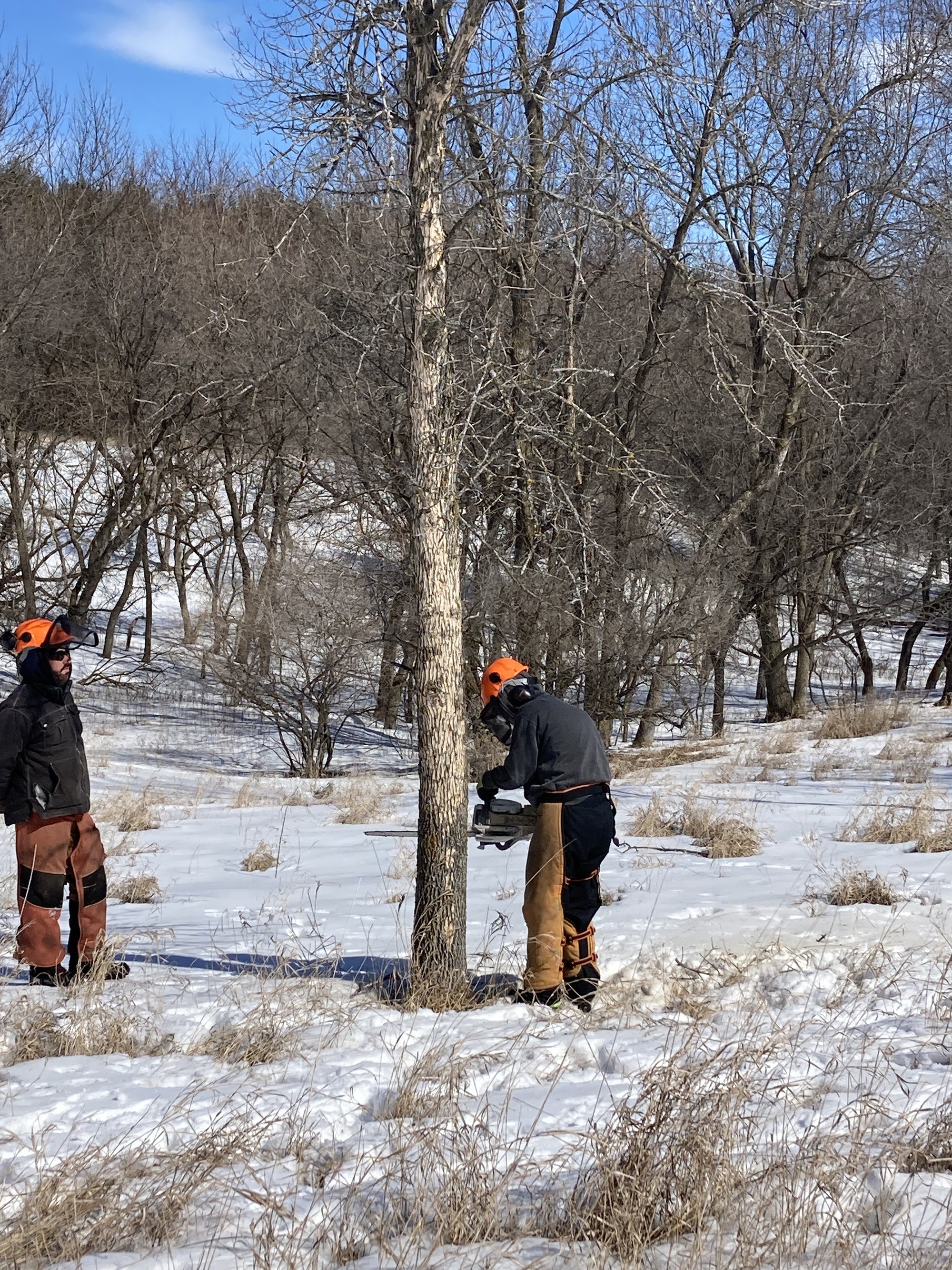 corpsmembers using chainsaw on tree