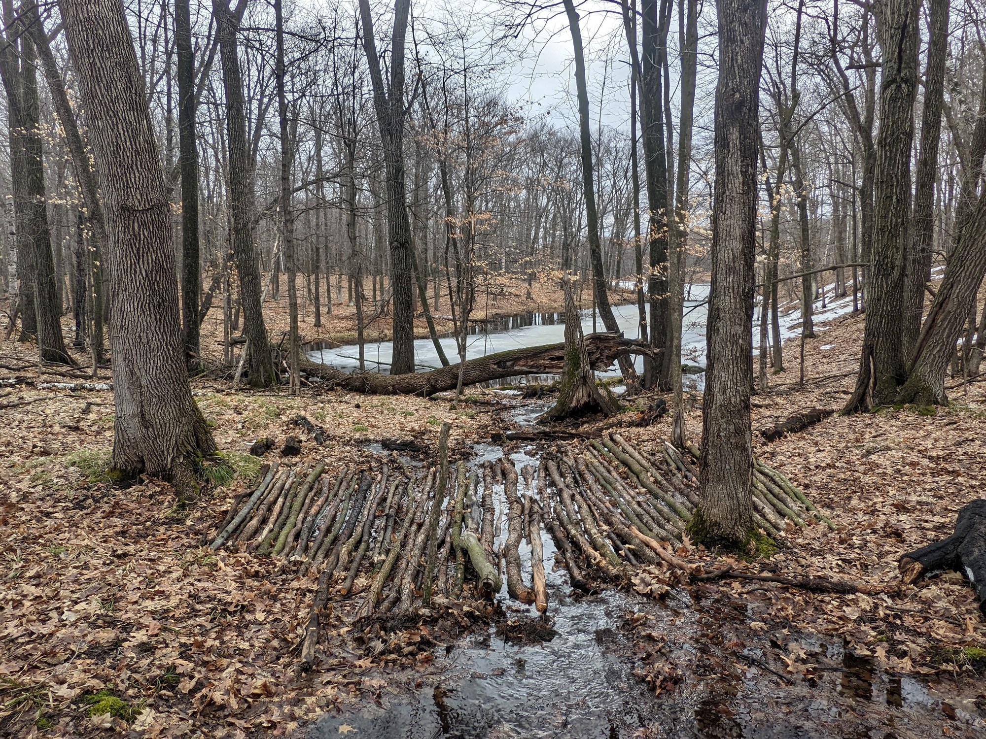 a woody and wet forest