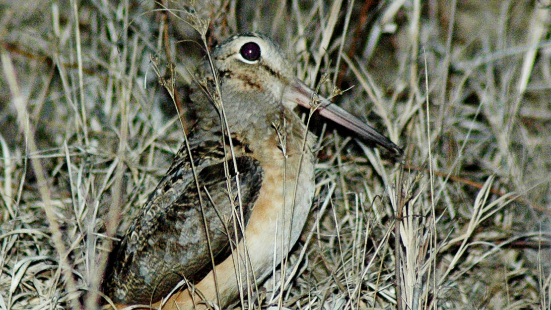 small brown bird in tall grass