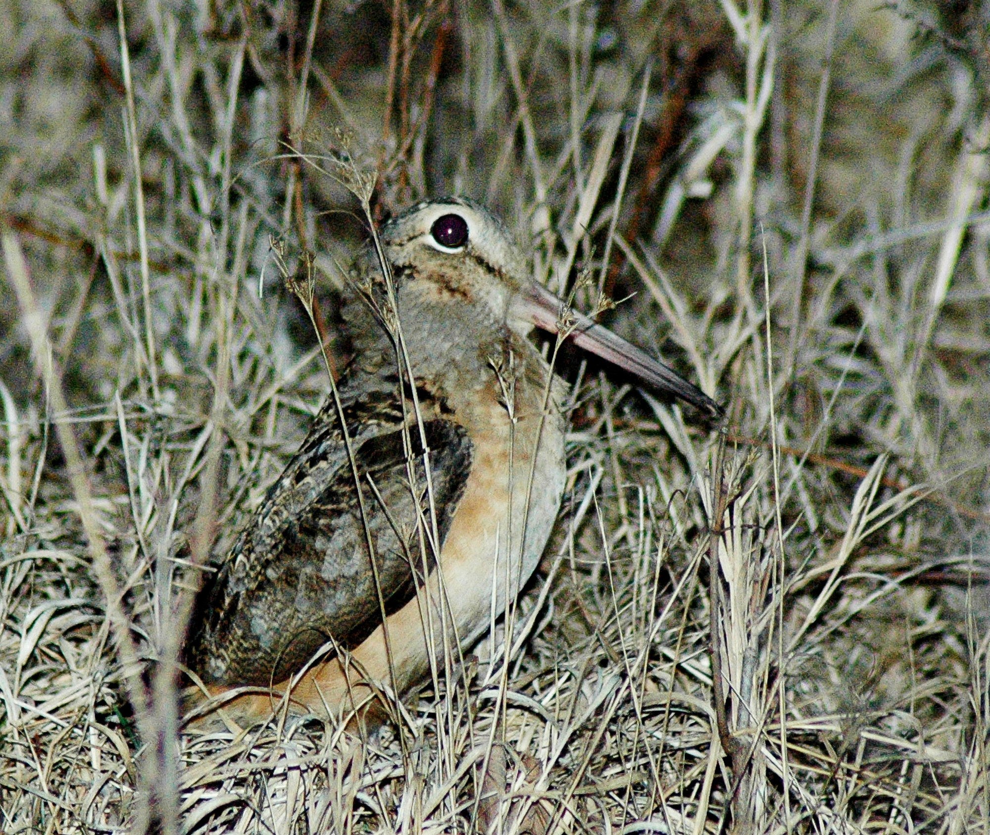 small brown bird in tall grass