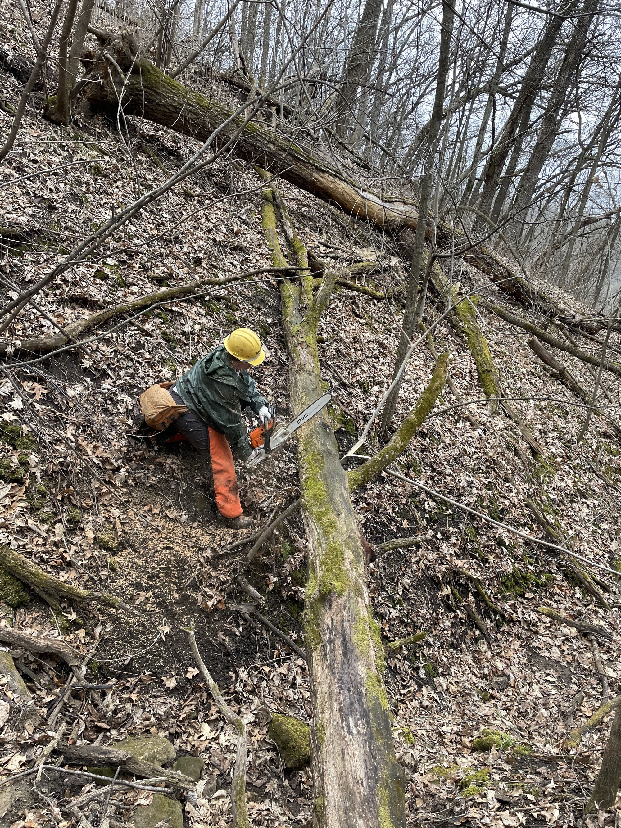 chainsawing a tree in ravine
