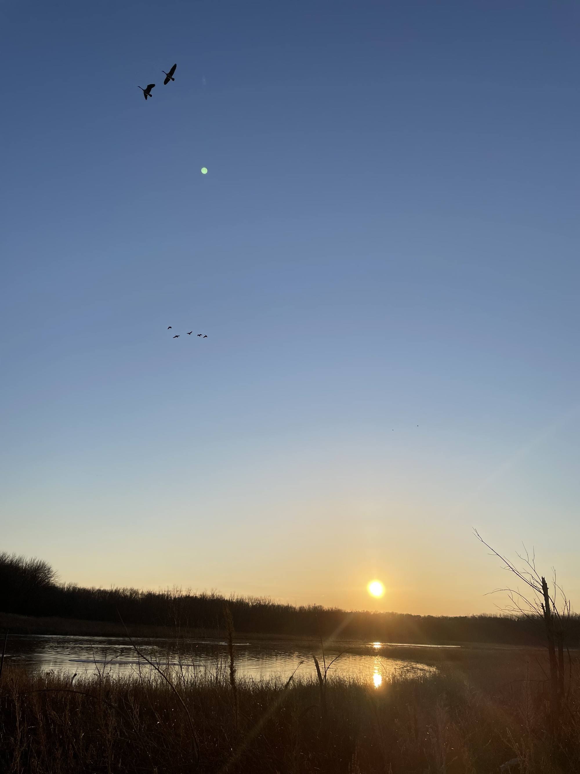 Migration at sunrise