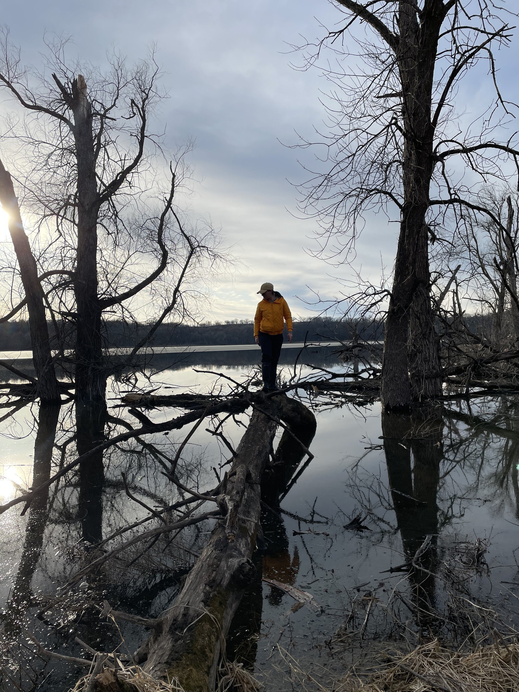 standing on a dead log