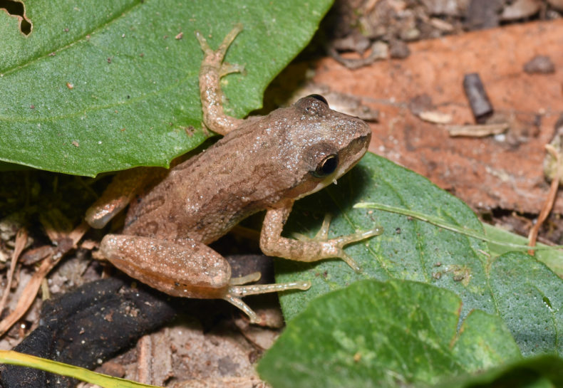 The Call of the Wild-Life: Western Chorus Frogs