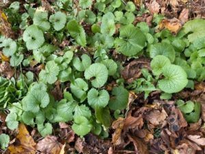 small green leafy plants