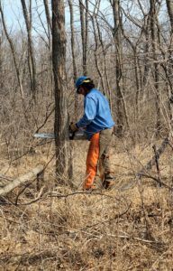 Man cutting down tree with chainsaw in forest