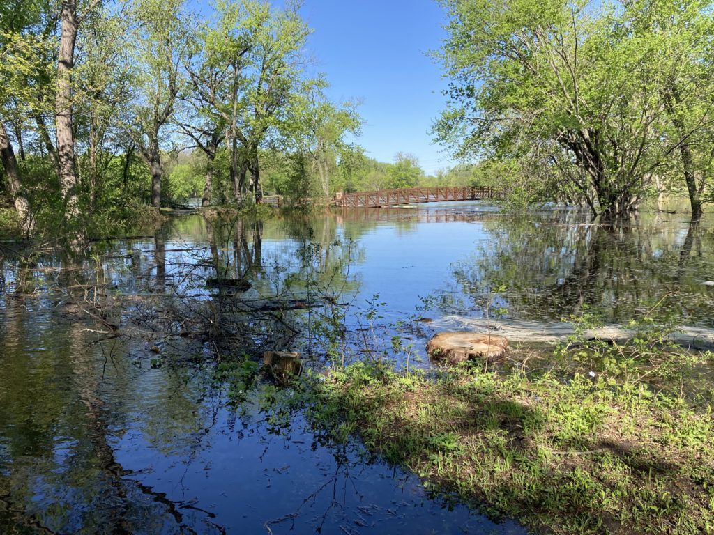 flooded forest