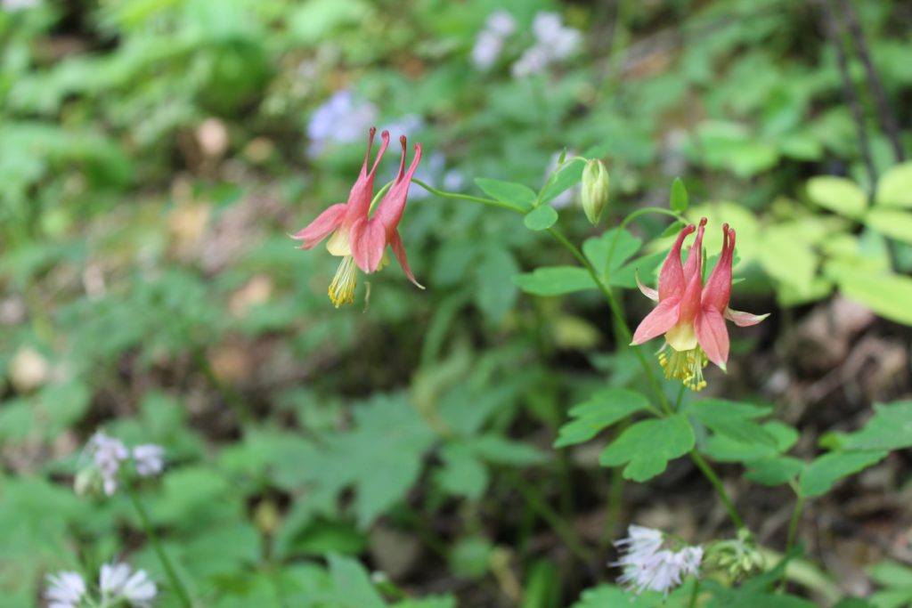 Red forest flower