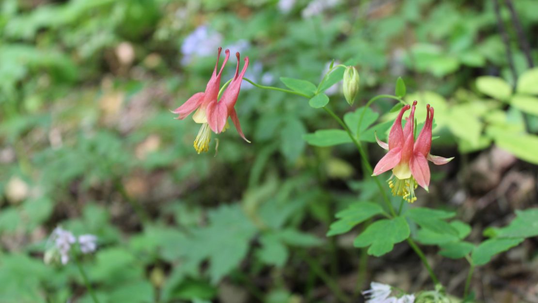 Red forest flower