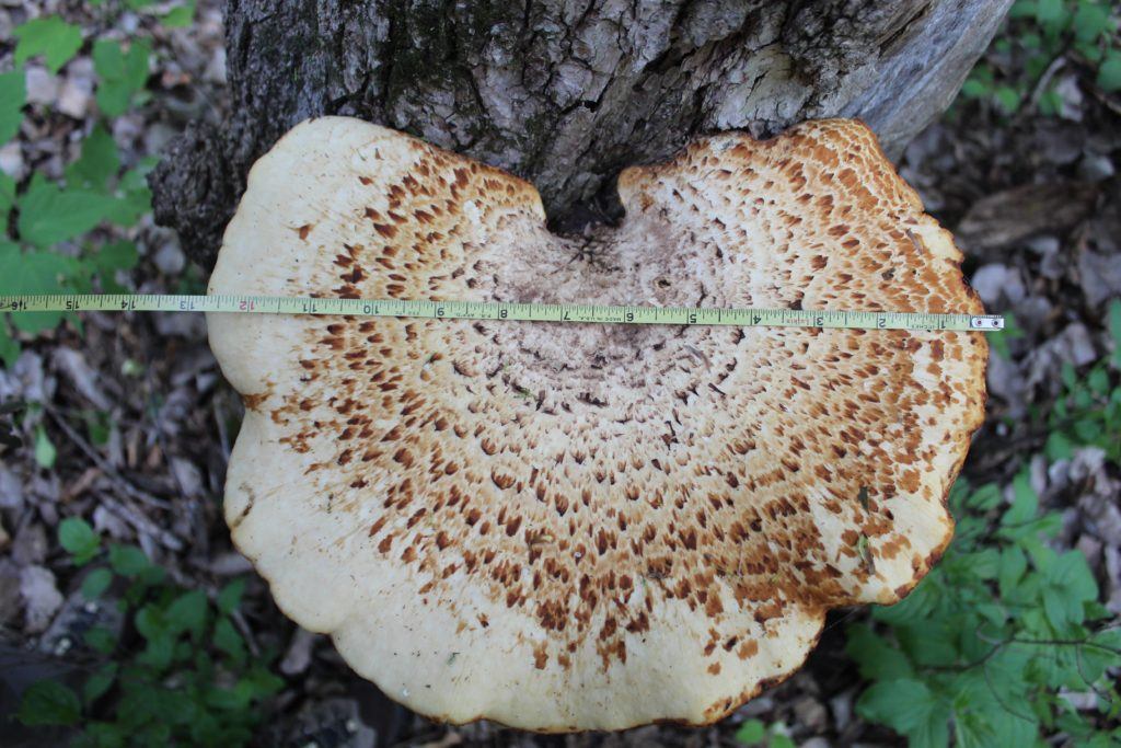 Big white shelf mushroom