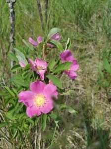 pink flower