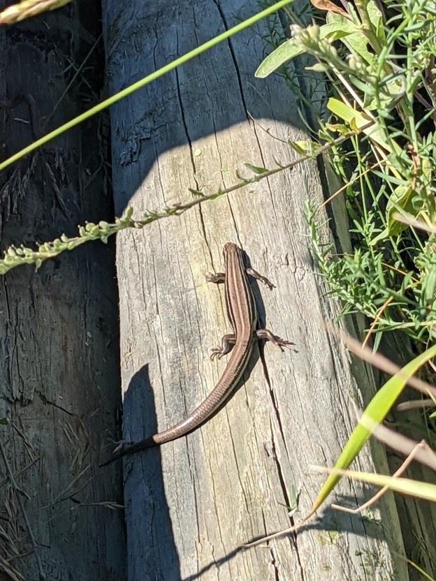 small lizard on wooden beam