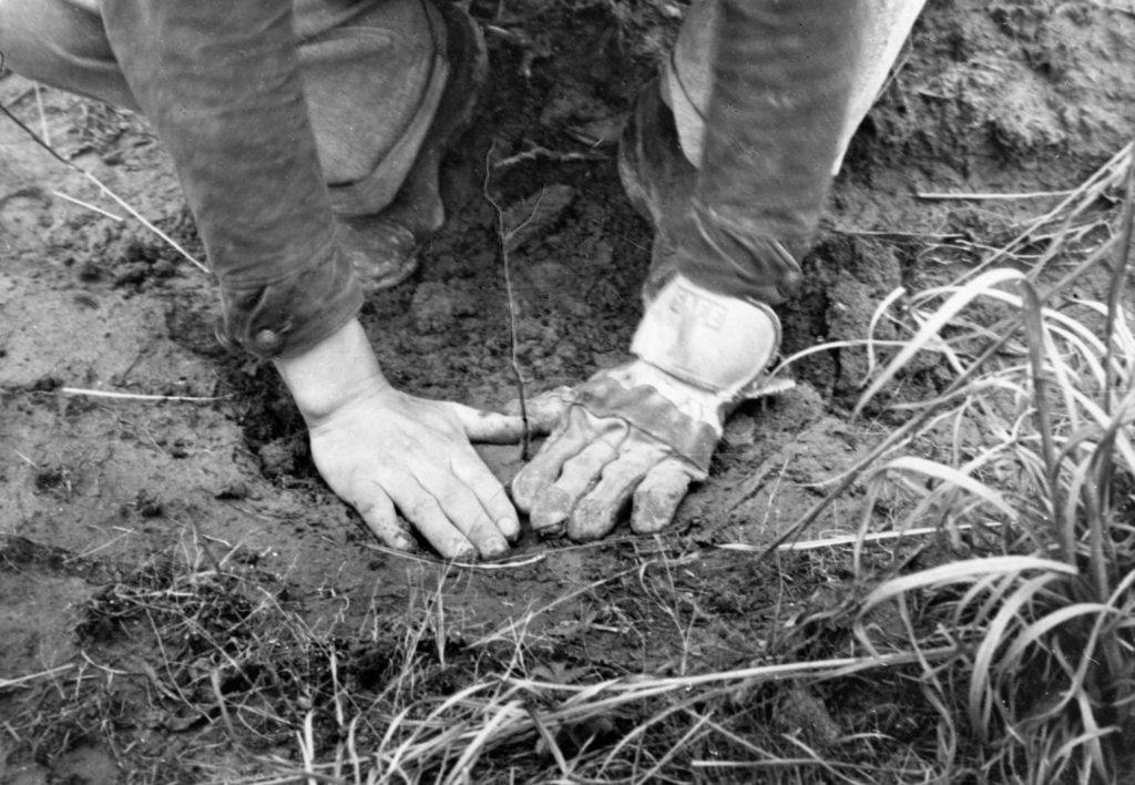 hands planting a tree