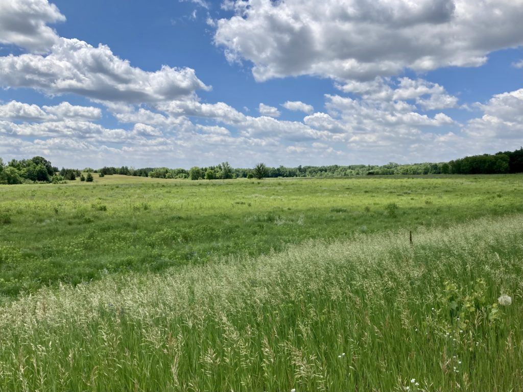 grassy prairie