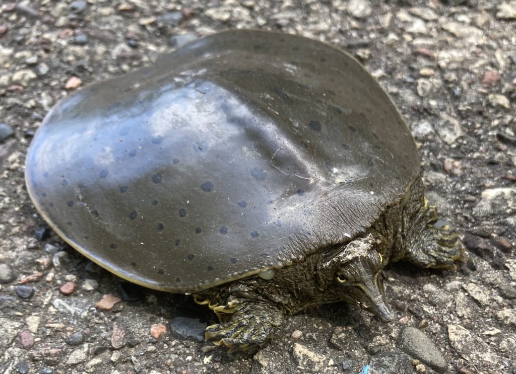 a soft shelled turtle