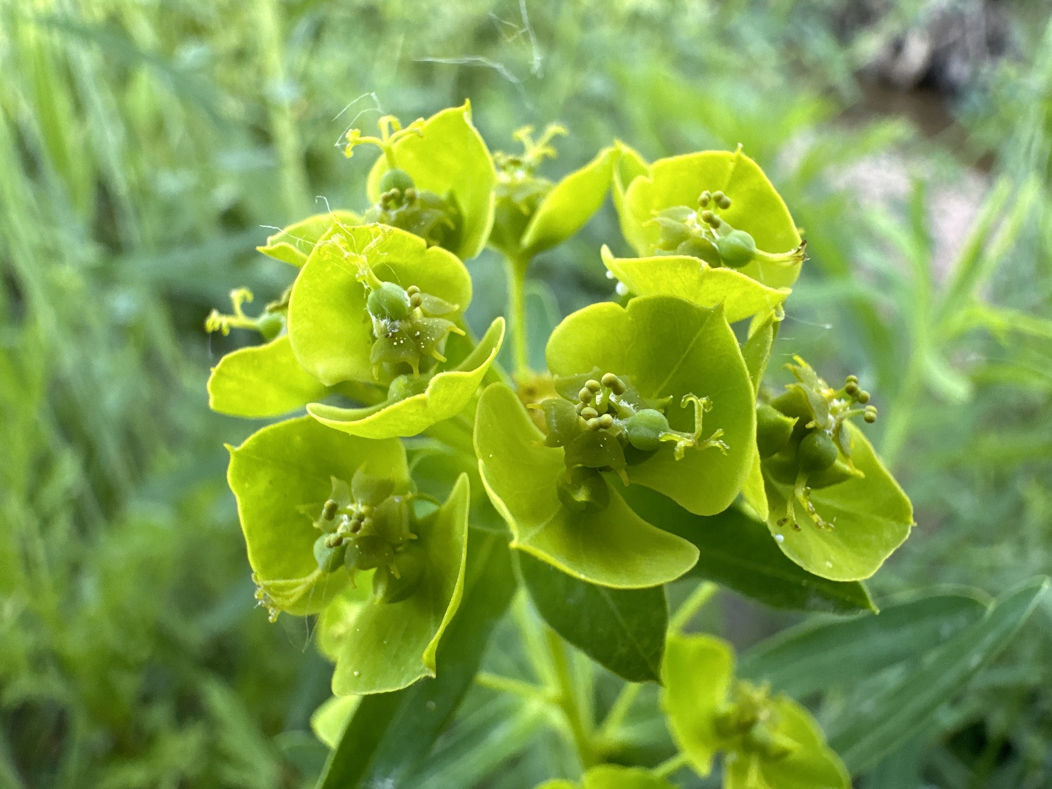 Green Leafy Plant