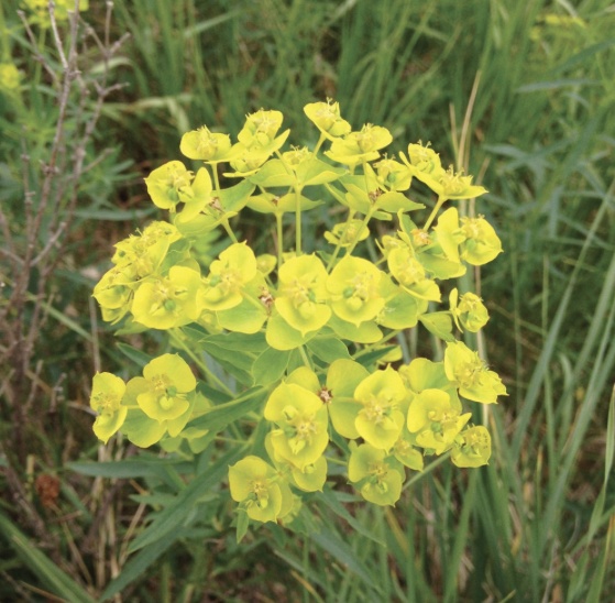 yellow floral plant