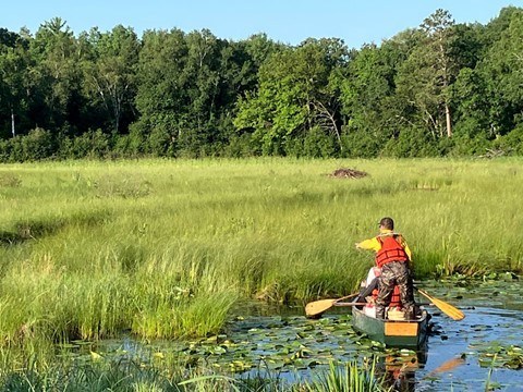 canoeing through marsh