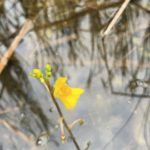 small yellow flower