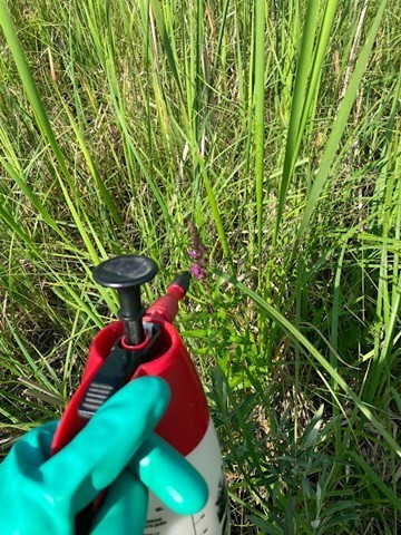 hand holding plastic sprayer bottle