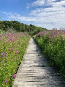 boardwalk through purple flowers