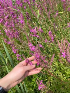 hand holding purple flower