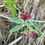 small red flower