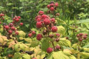 red berries on bush