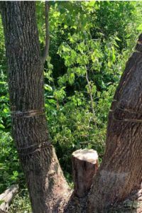 Lines cut around tree bark