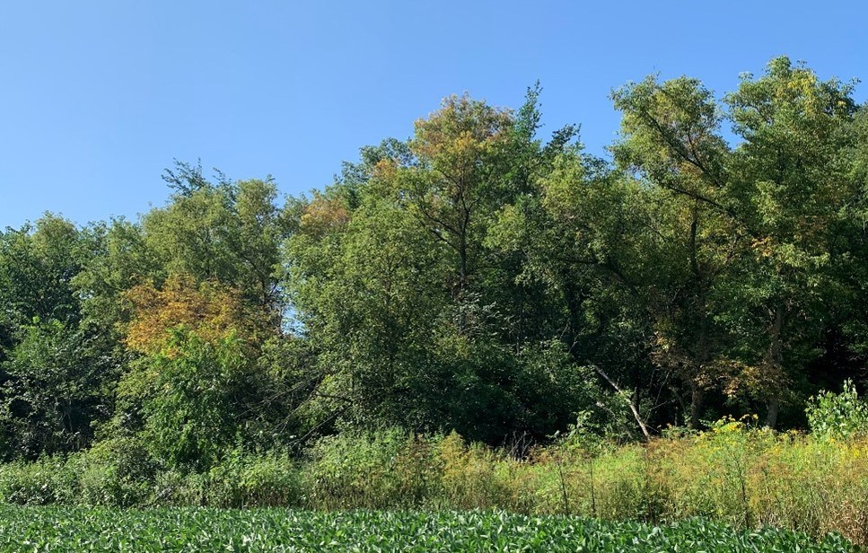 dying trees on edge of field