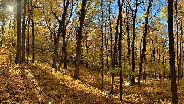 fall colors in a forest