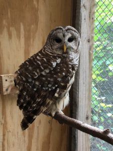 owl in enclosure