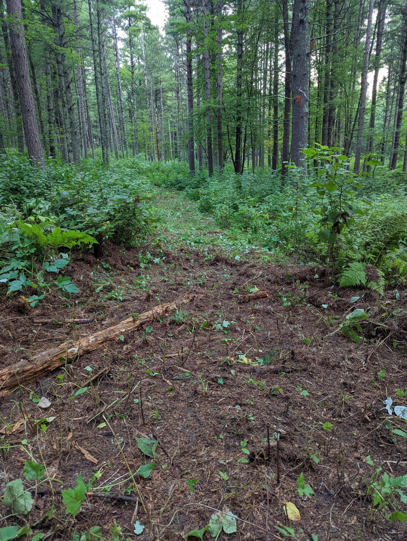 Deep Portage Trail - Conservation Corps Minnesota & Iowa