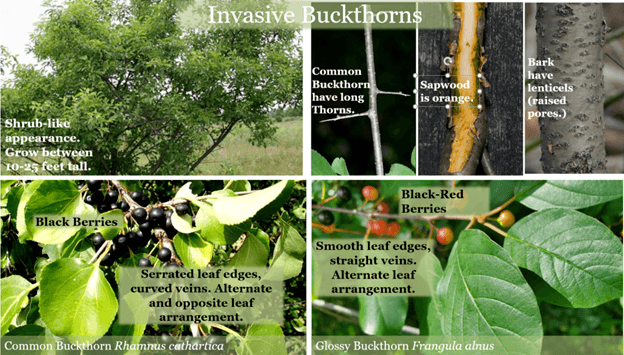 "Invasive Buckthorns" infographic shows the differences between Common and Glossy Buckthorns