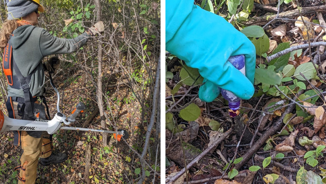 two images side by side. Person with brushsaw. Gloved hand dabbing stump with plastic bottle.