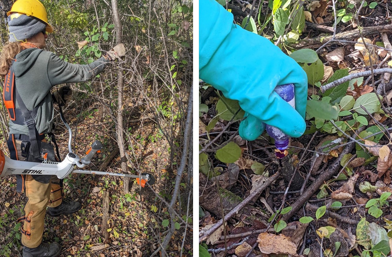 two images side by side. Person with brushsaw. Gloved hand dabbing stump with plastic bottle.