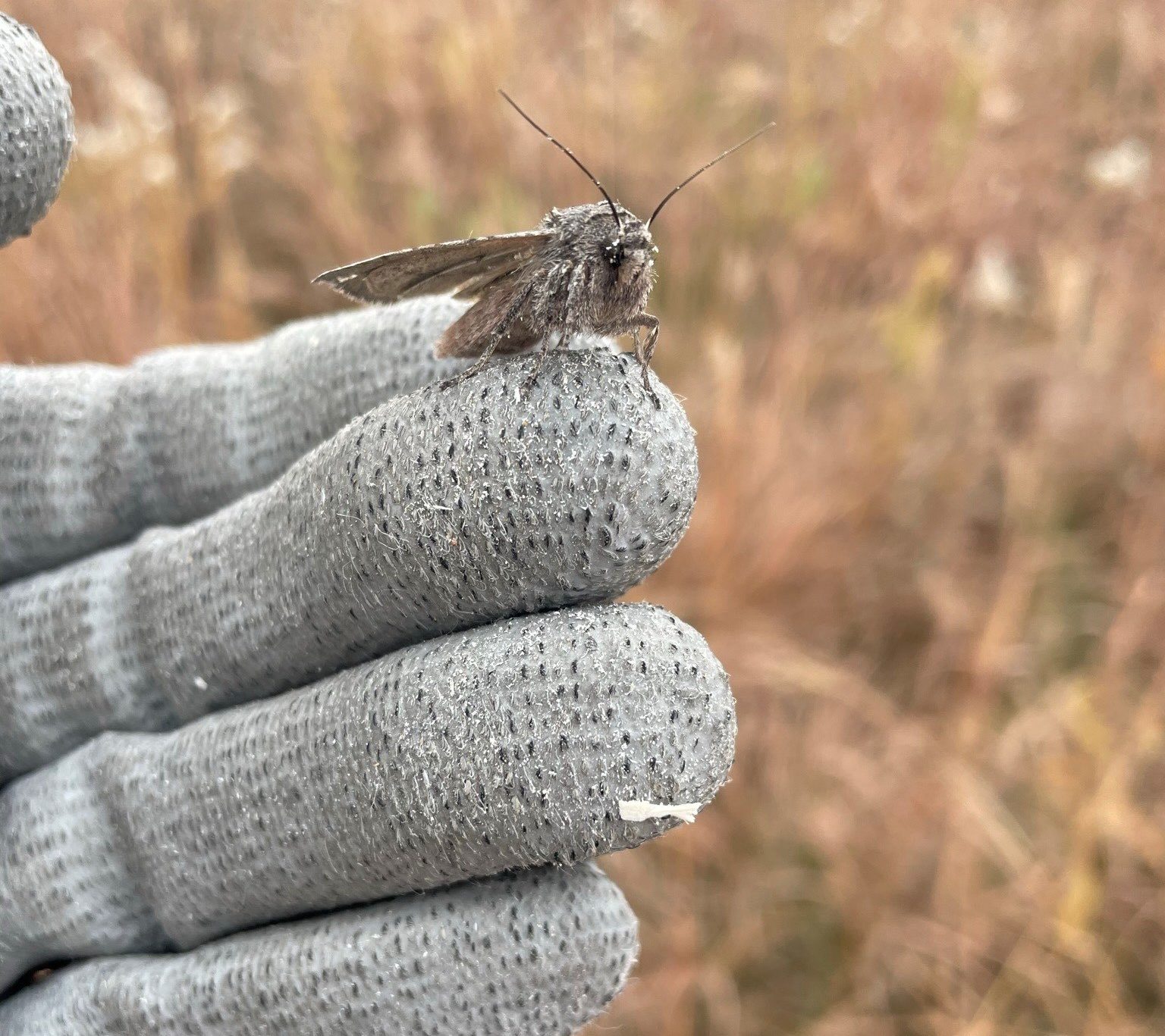 Moth on a glove.