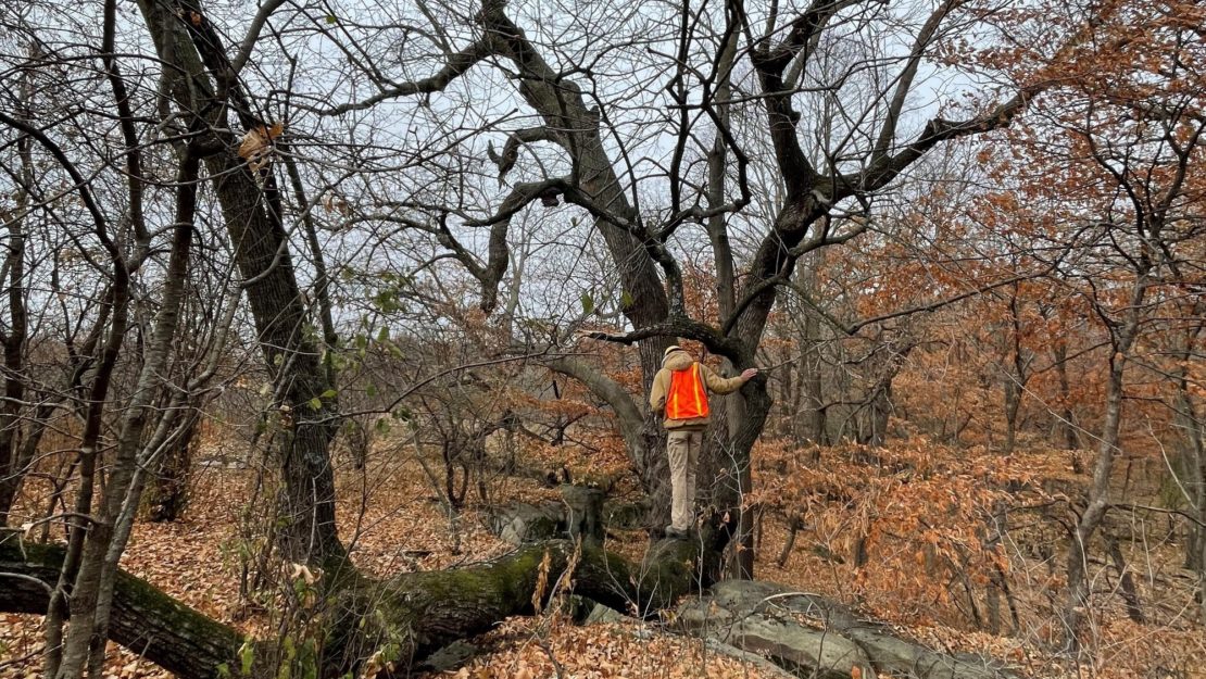 Person in safety vest in the woods