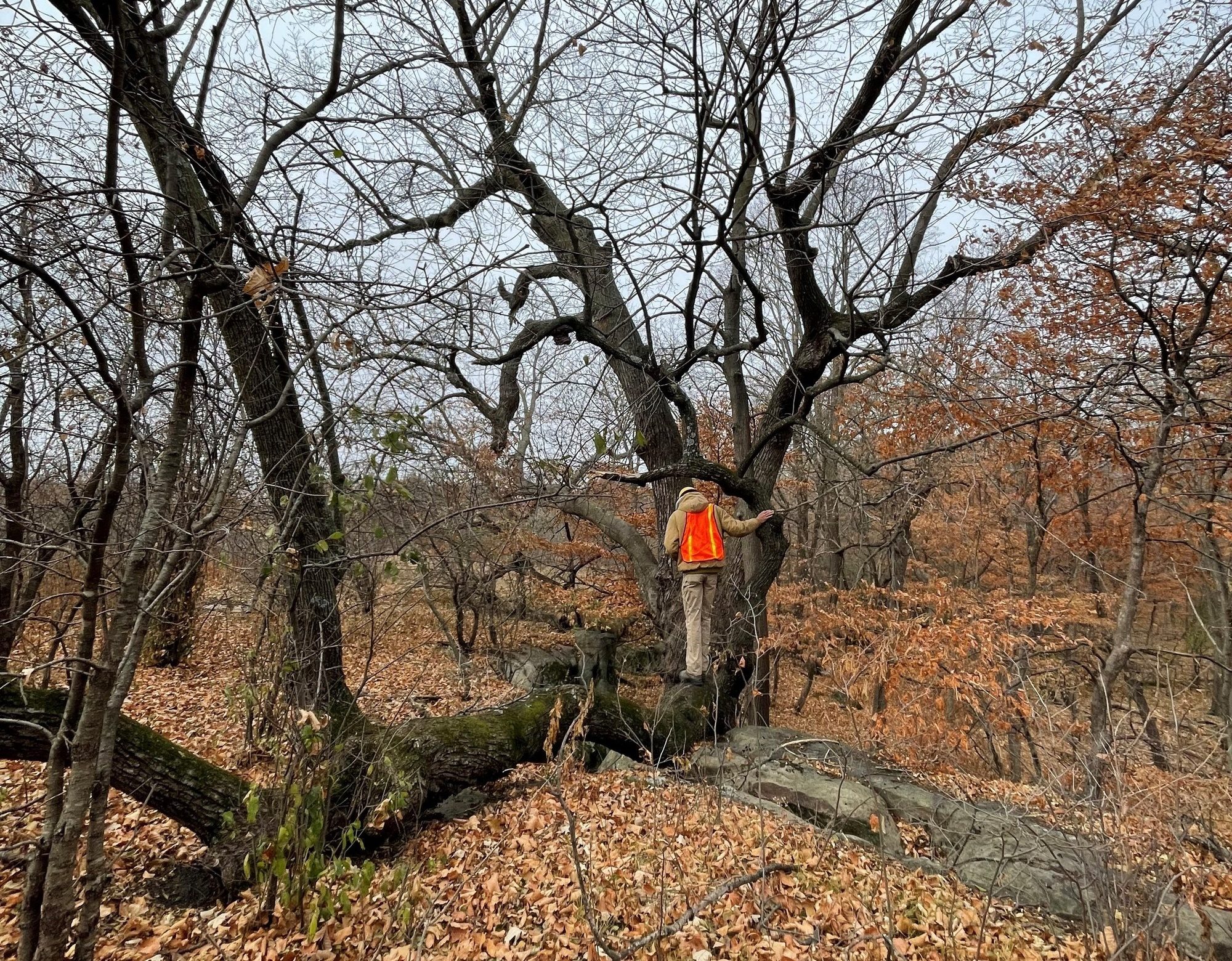 Person in safety vest in the woods