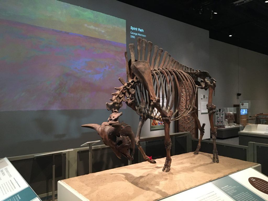 bison skeleton in museum