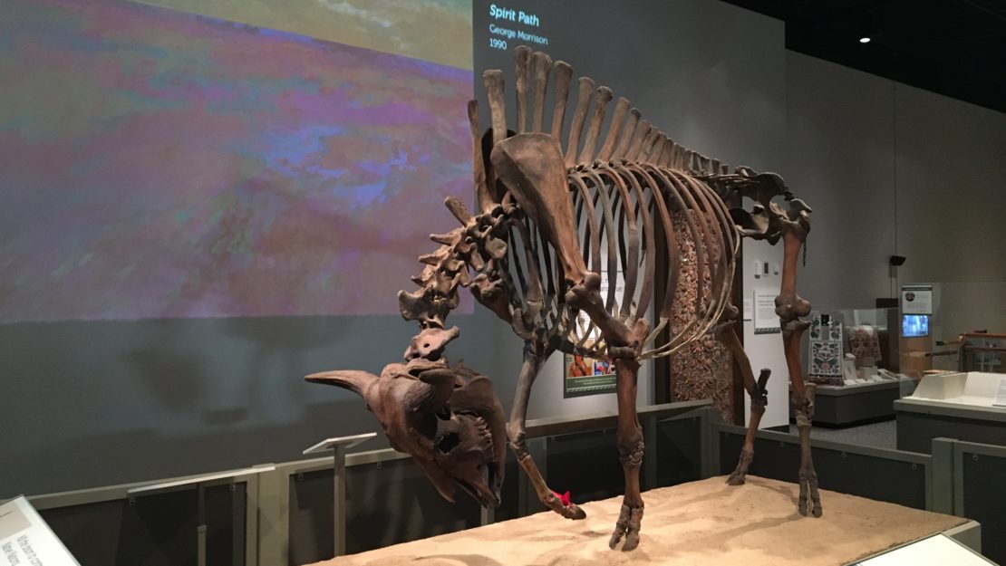 bison skeleton in museum