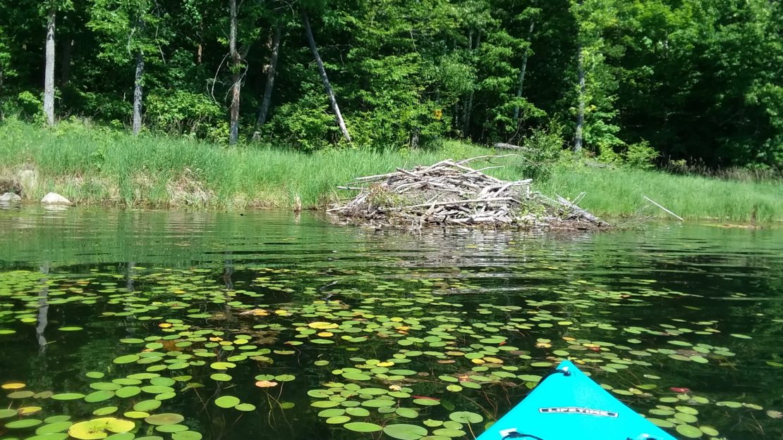 Beaver Lodge with bow of blue kayak