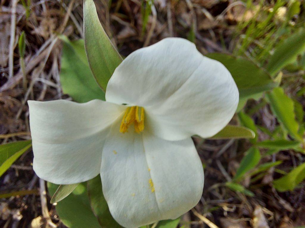 White trillium flower