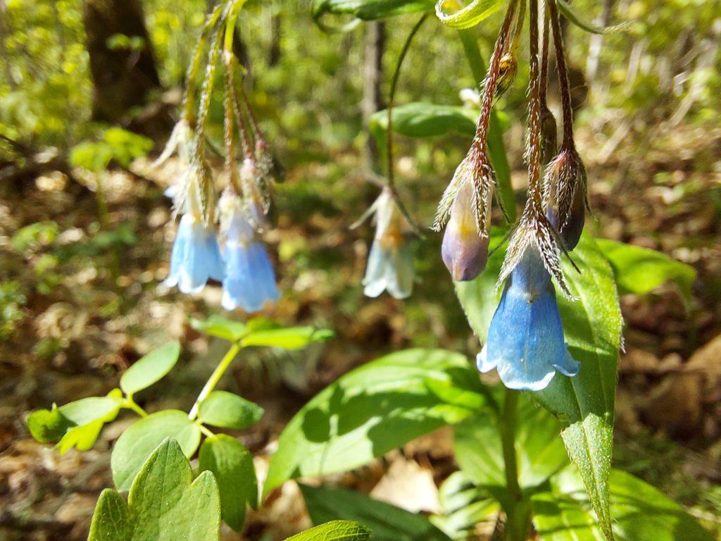 Blue spring wildflowers